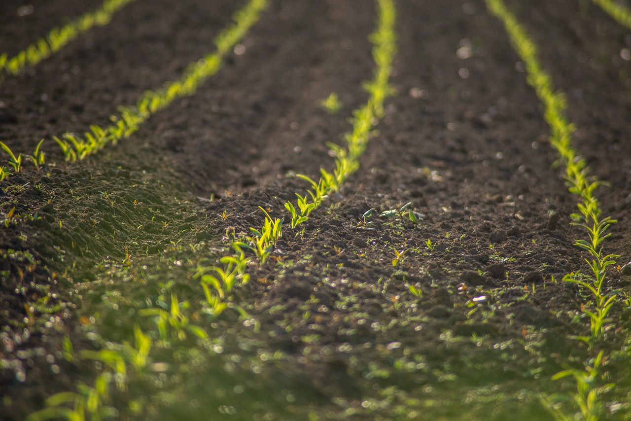 field, cultivation, plants-6288341.jpg